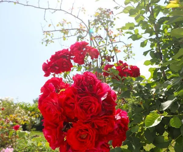 Neva's * Kompítsion