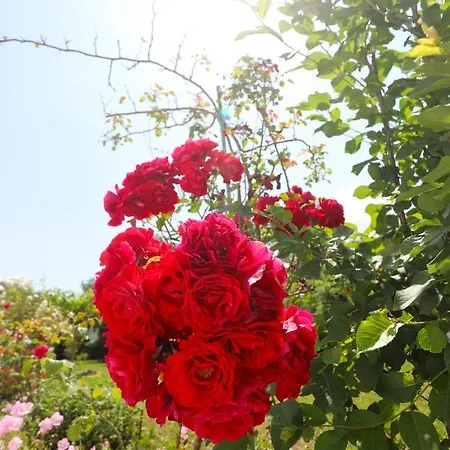 Neva's * Kompítsion